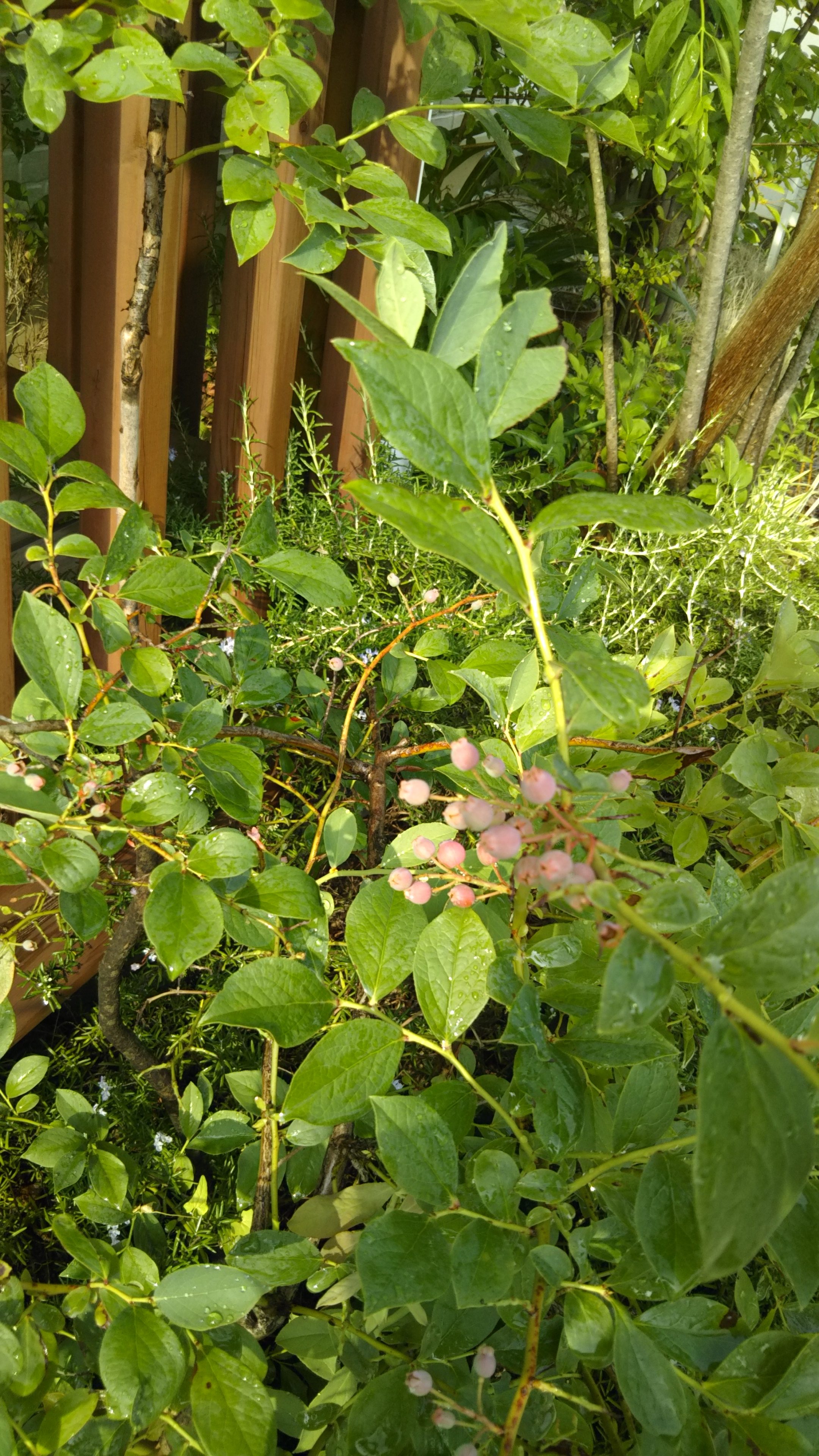 DSC_1182.JPG