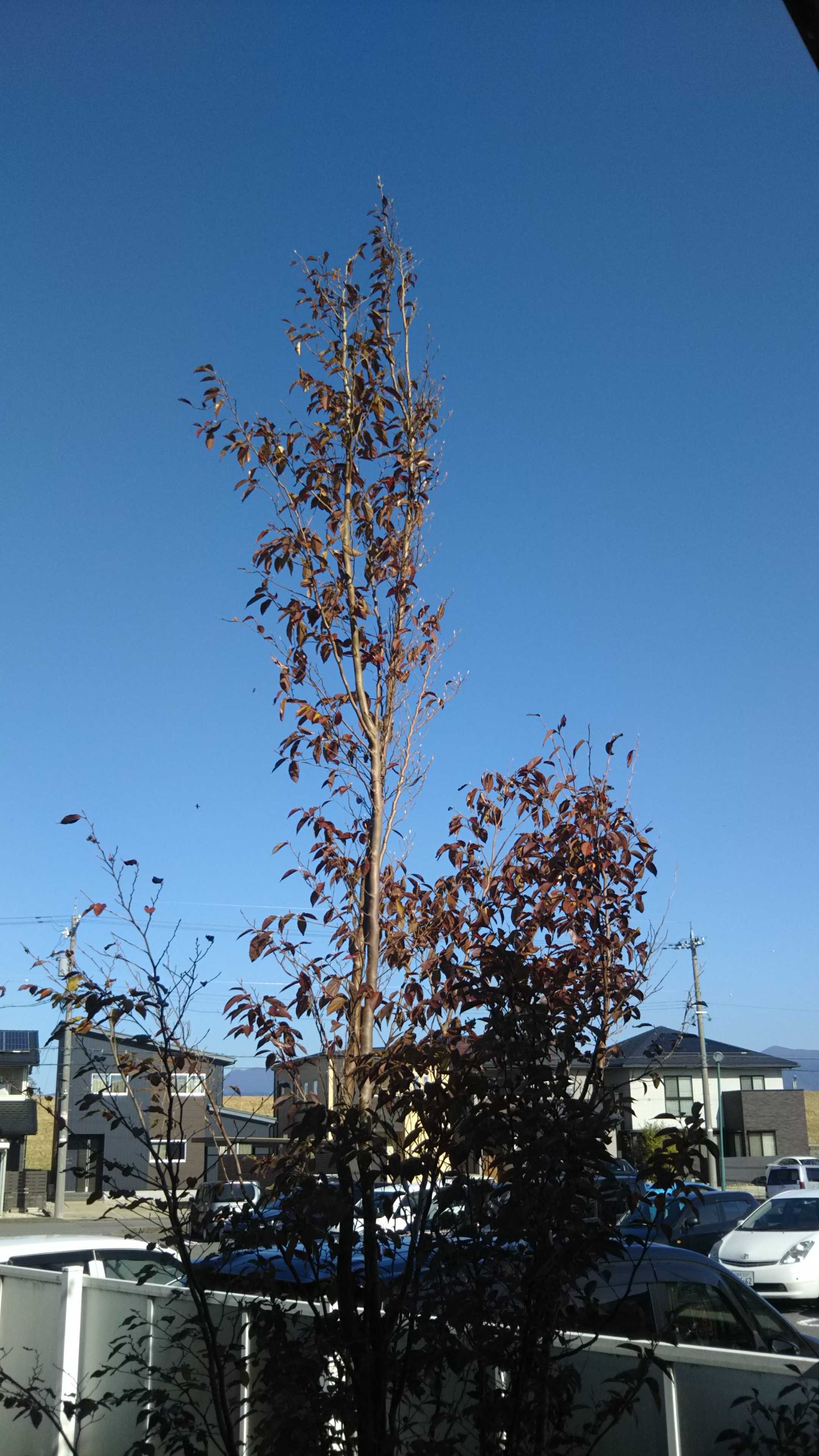 花火と満月