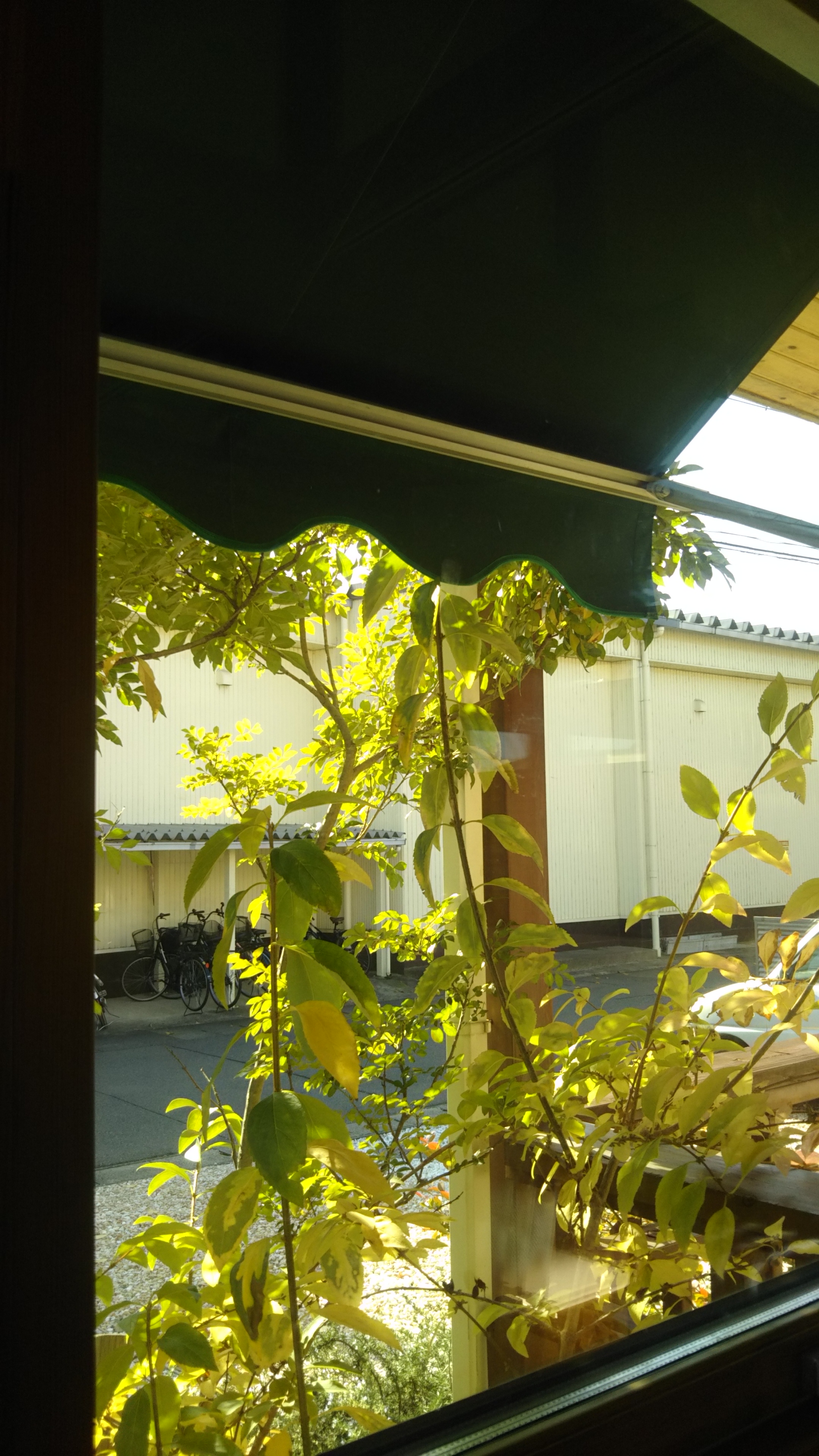 今日もええ天気