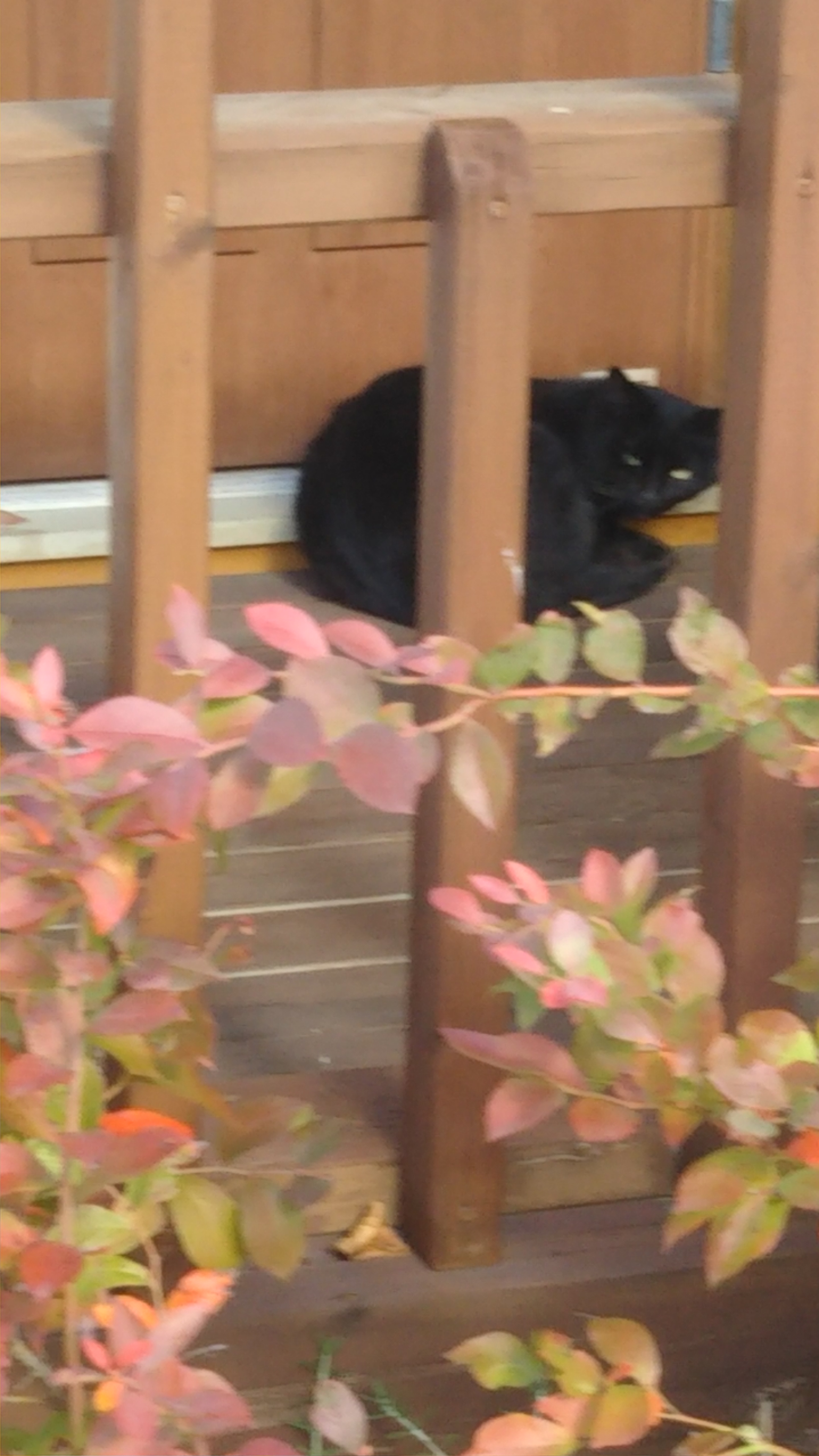 にゃんこ店長