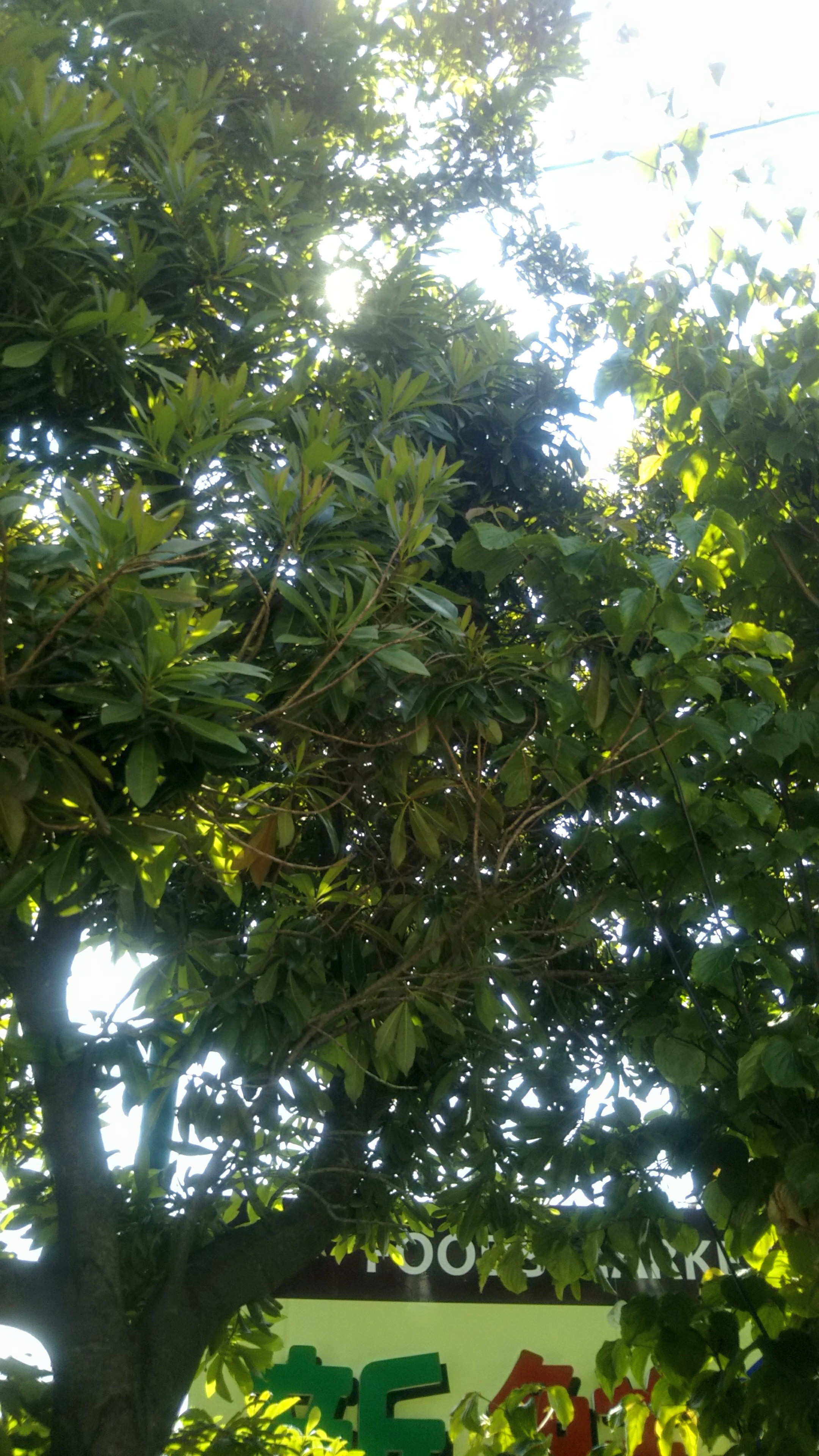 緑林