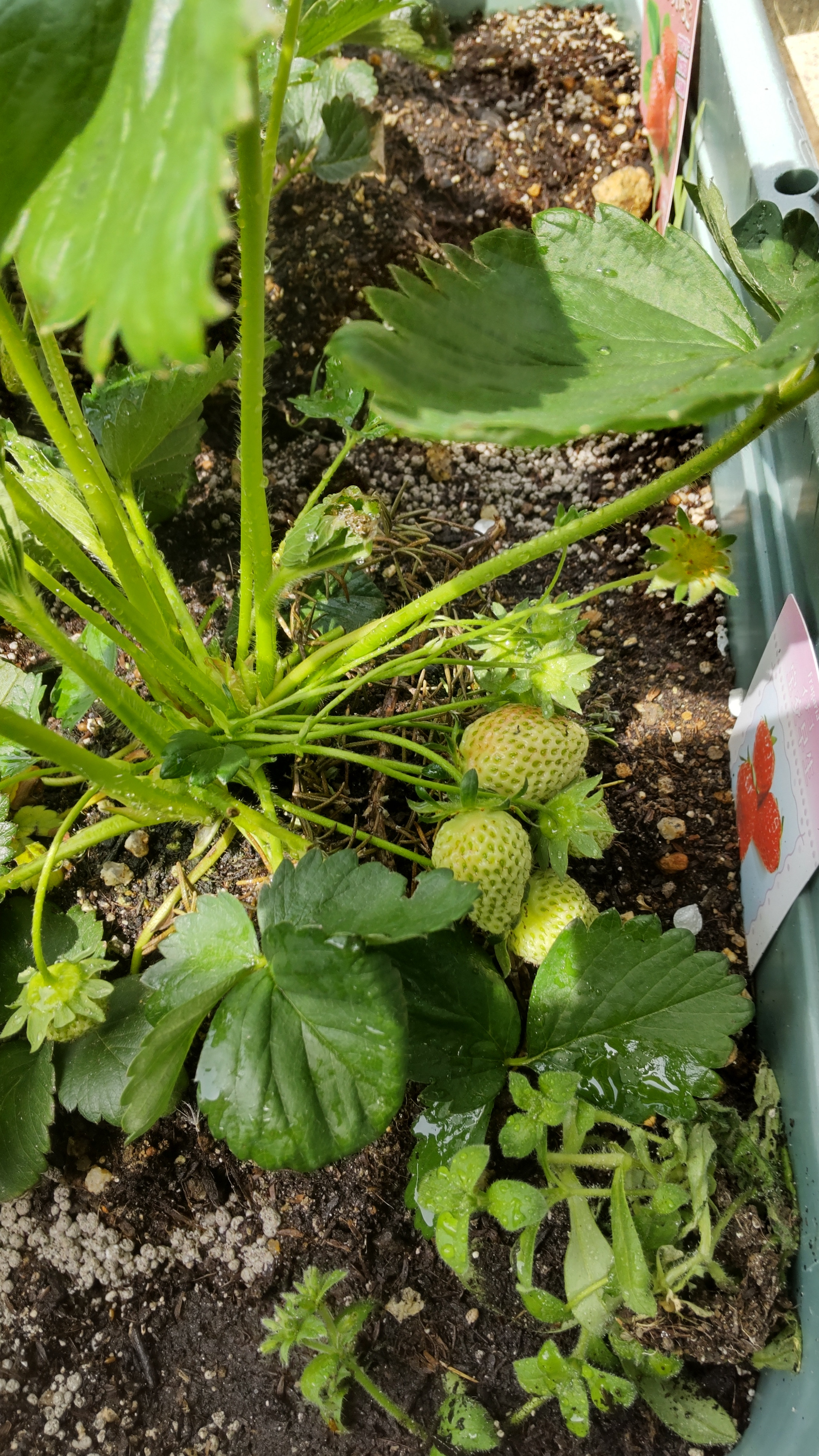 頑張ります
