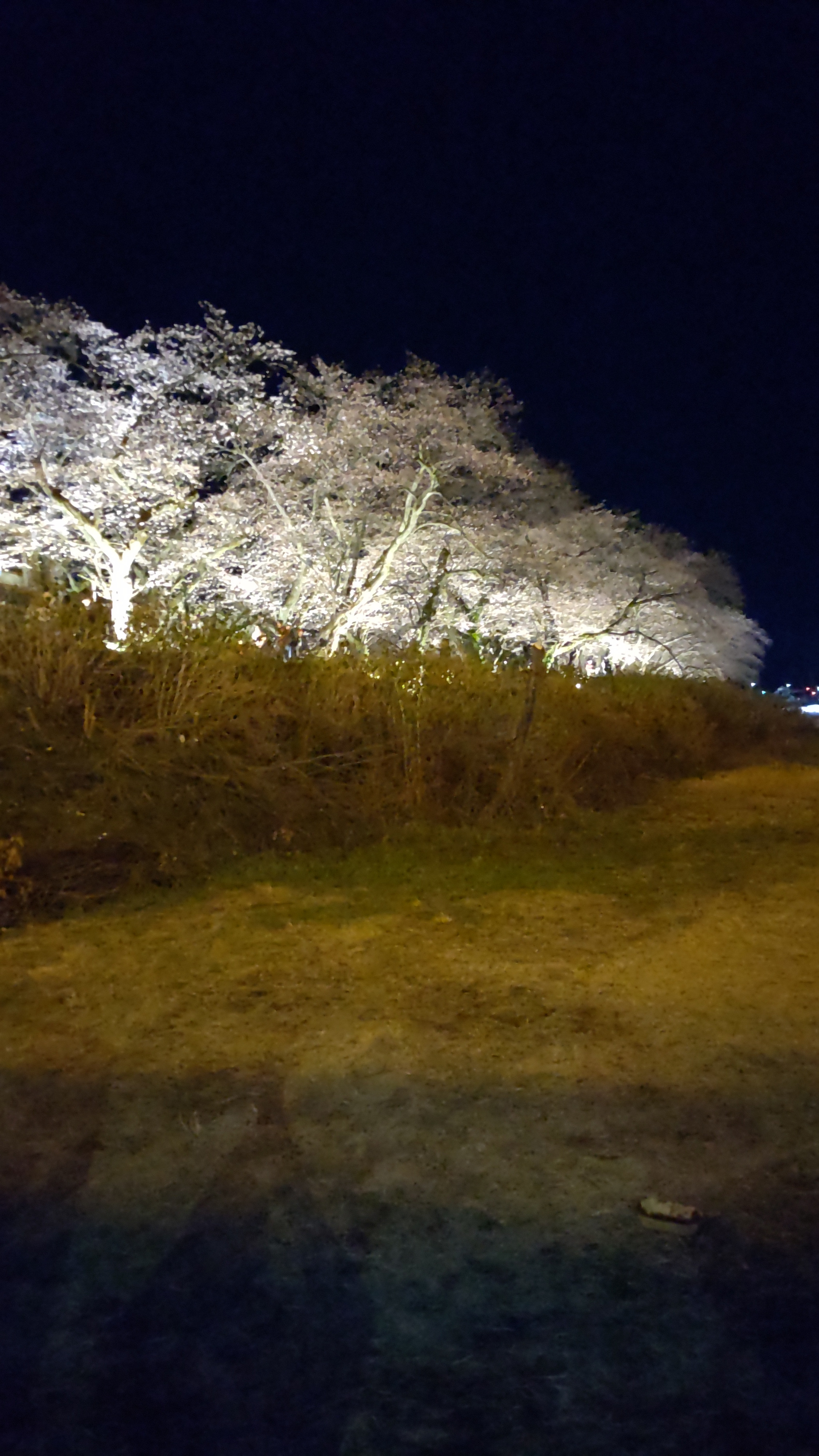 足羽川の桜並木