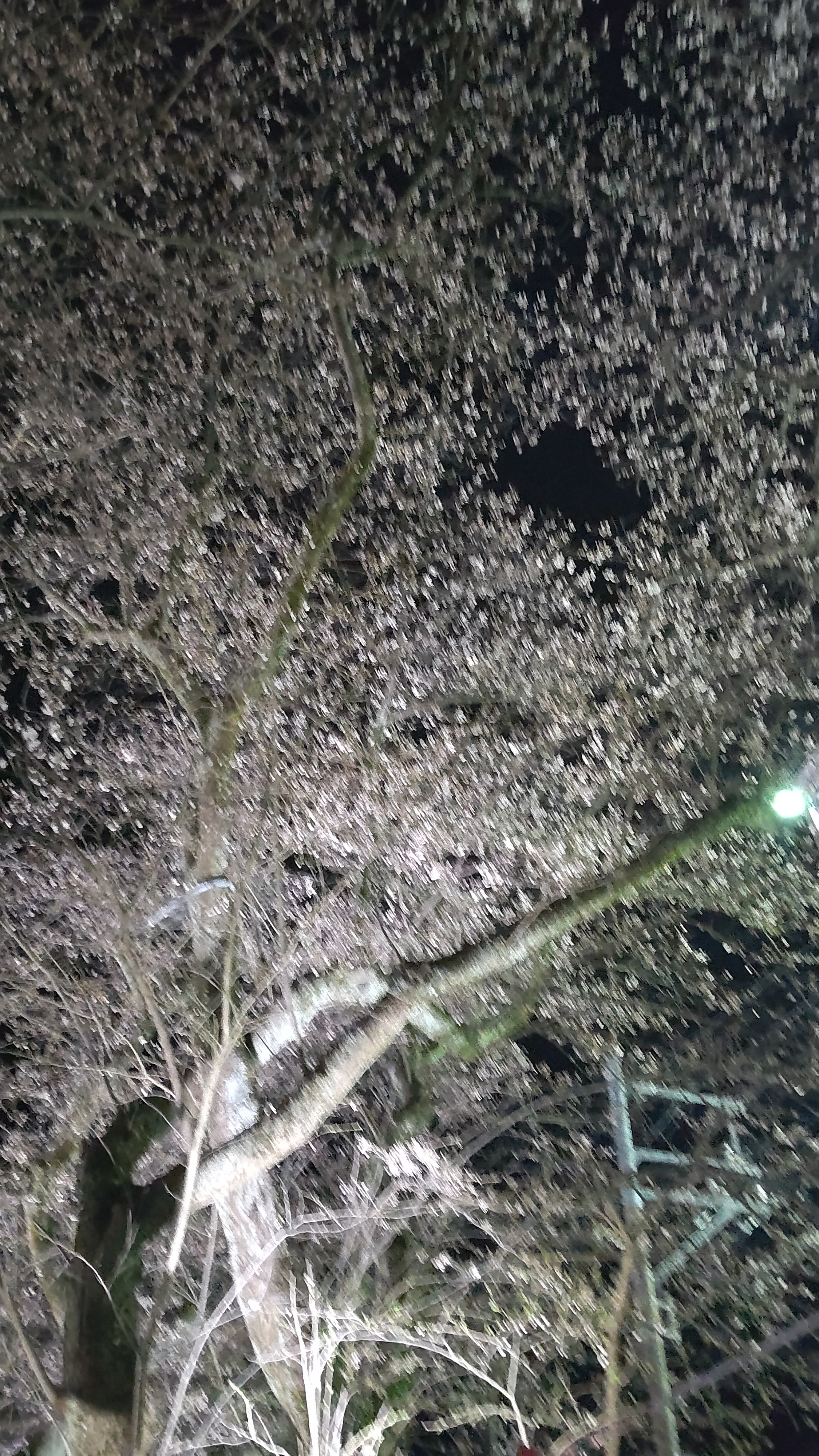 掃除