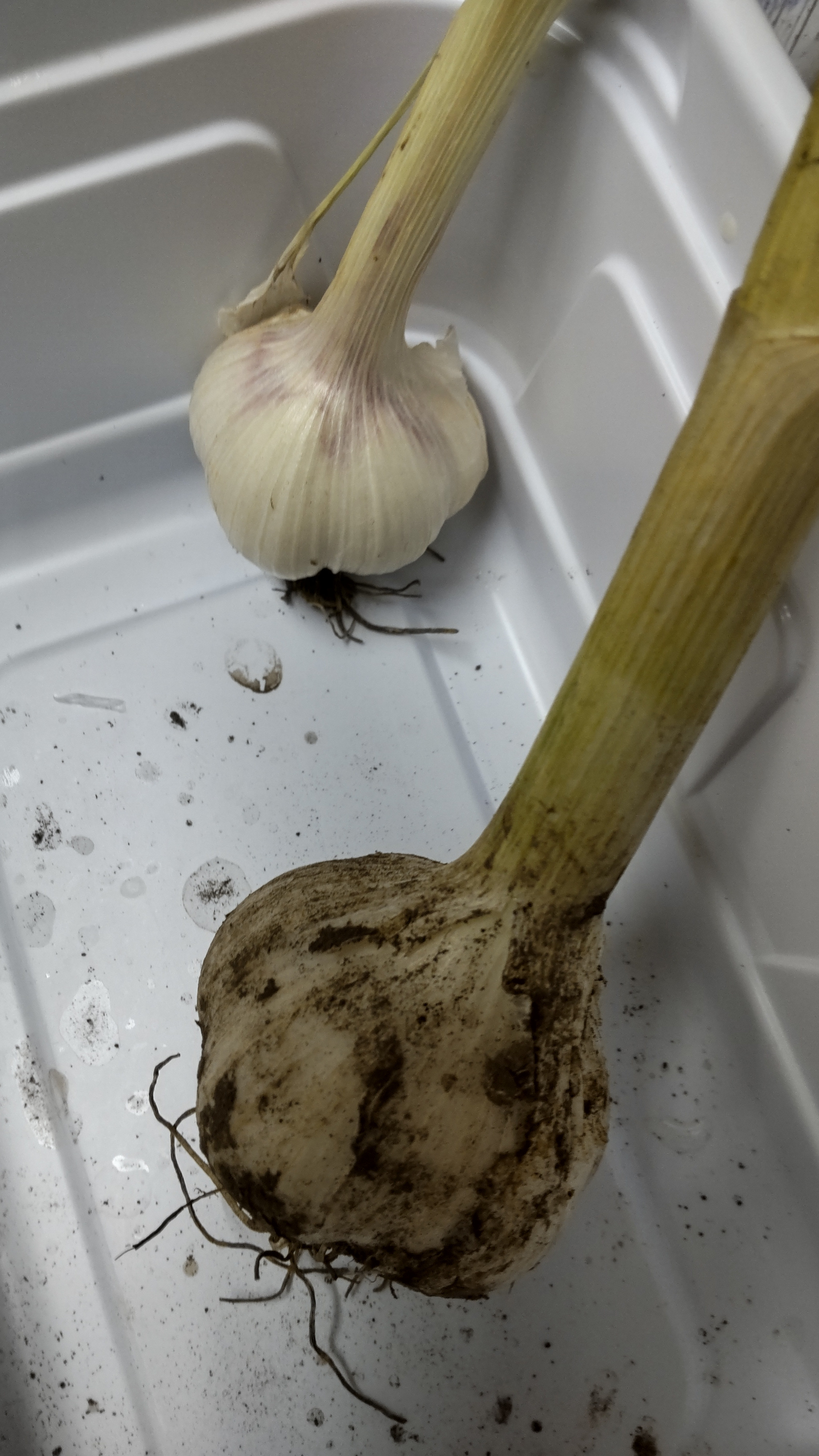 まだ半分