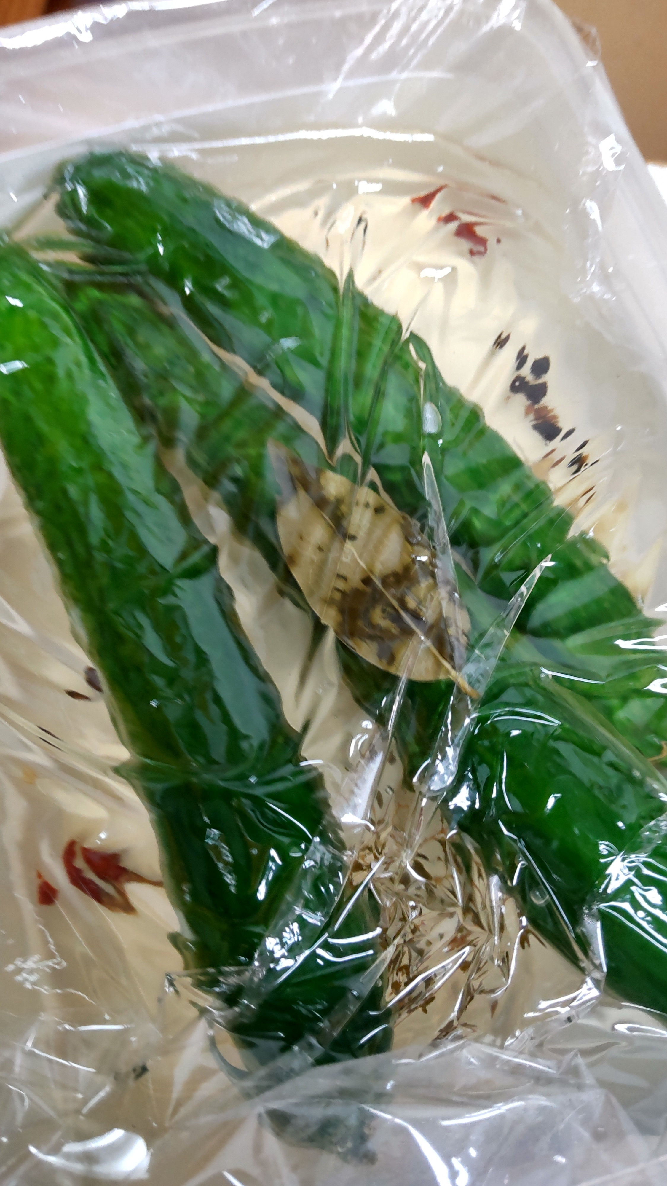 鮭とサーモン