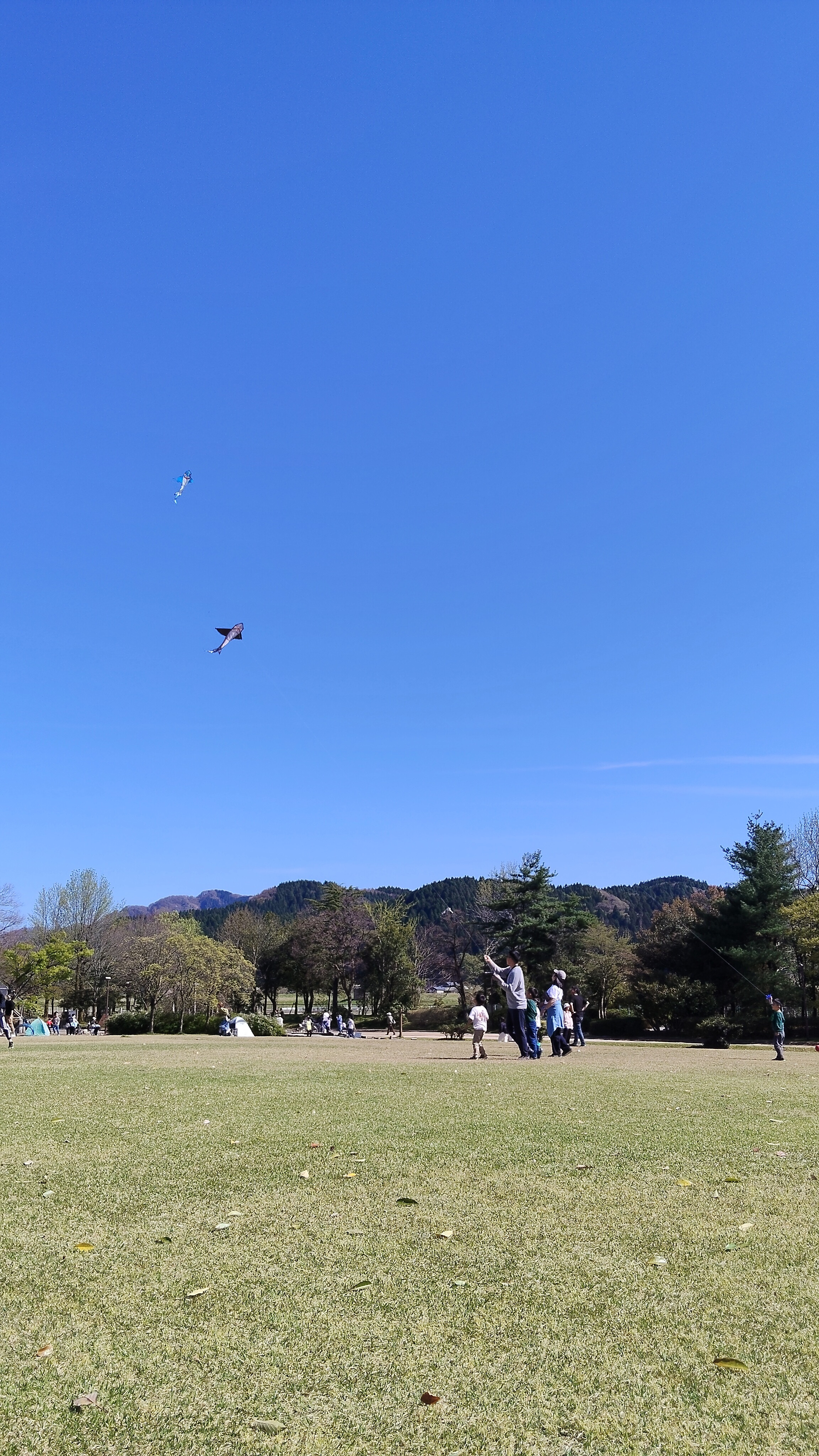 山桜