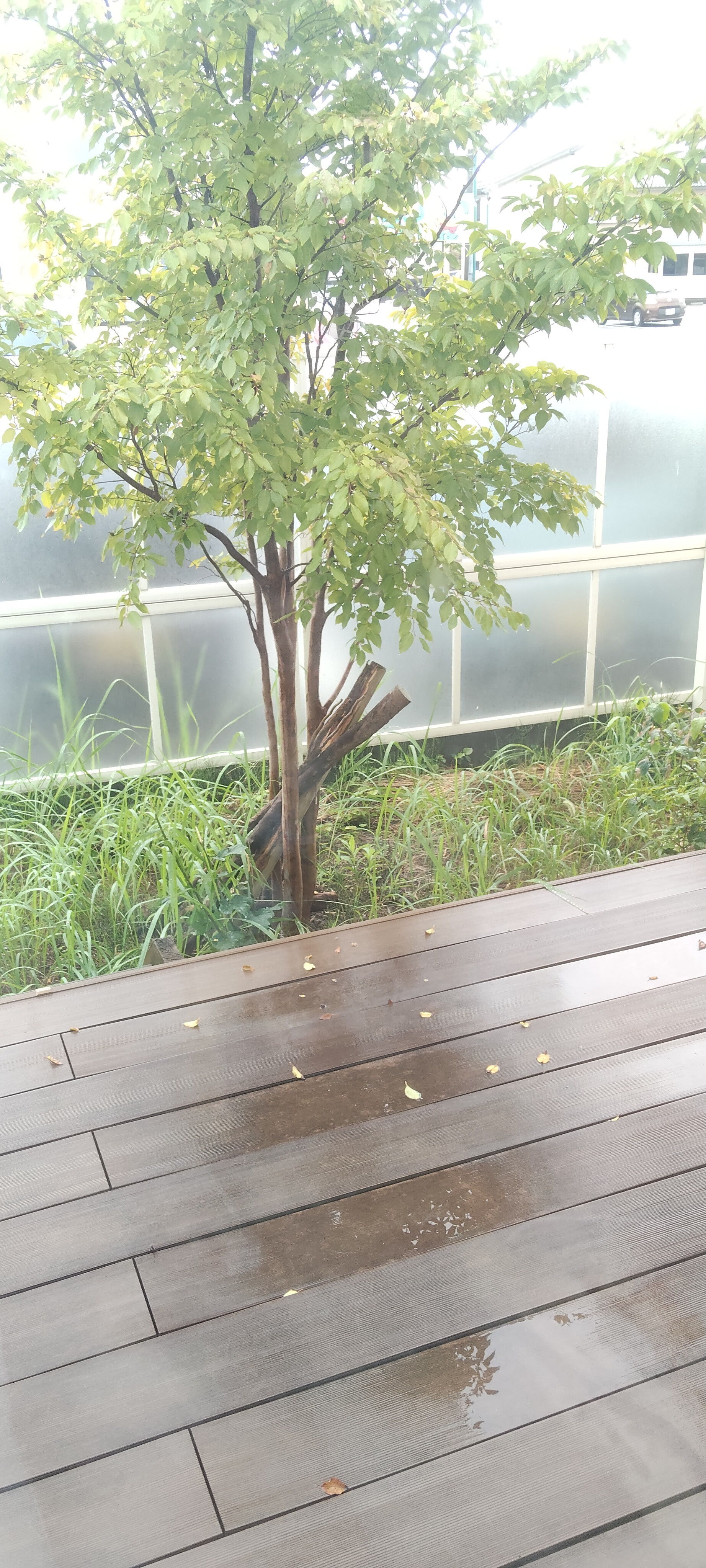 またまた