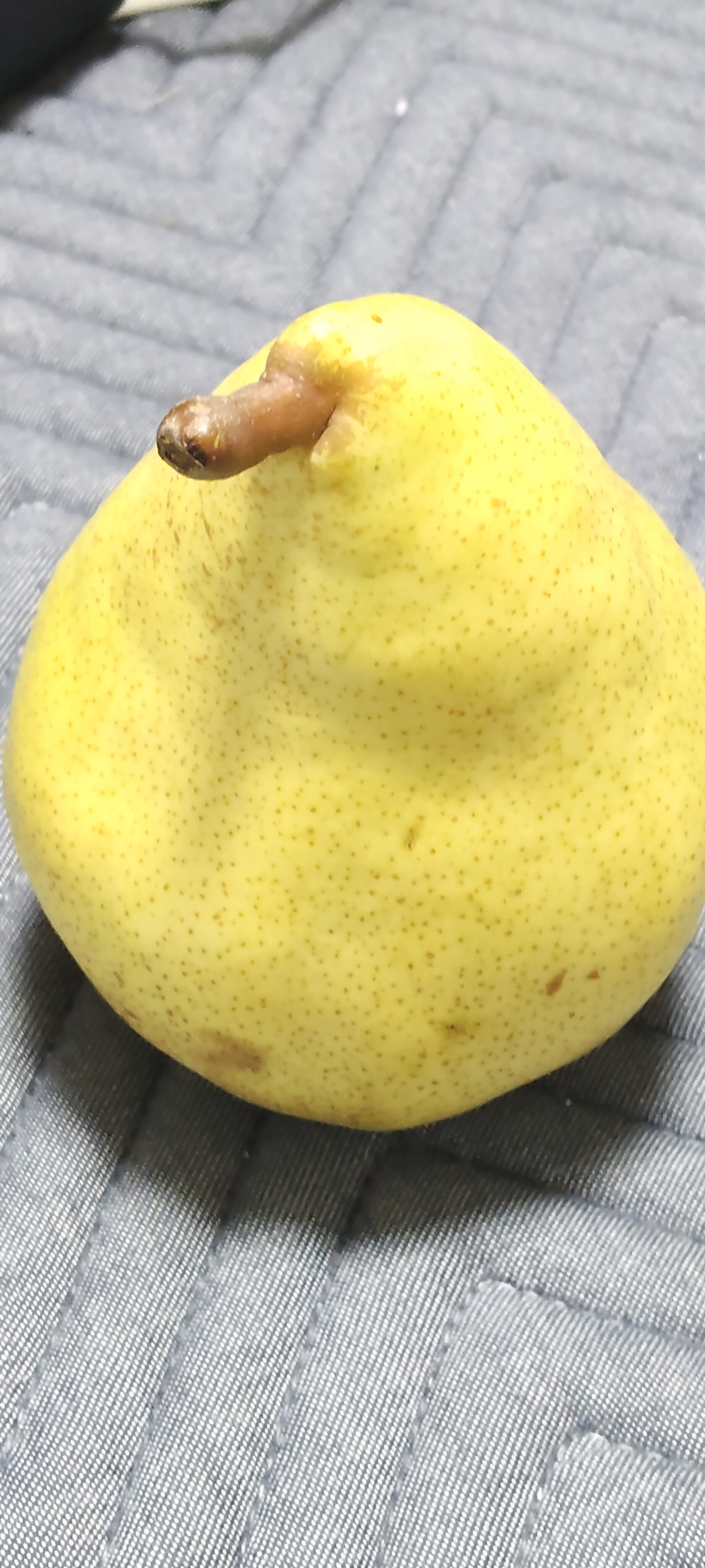 山形産