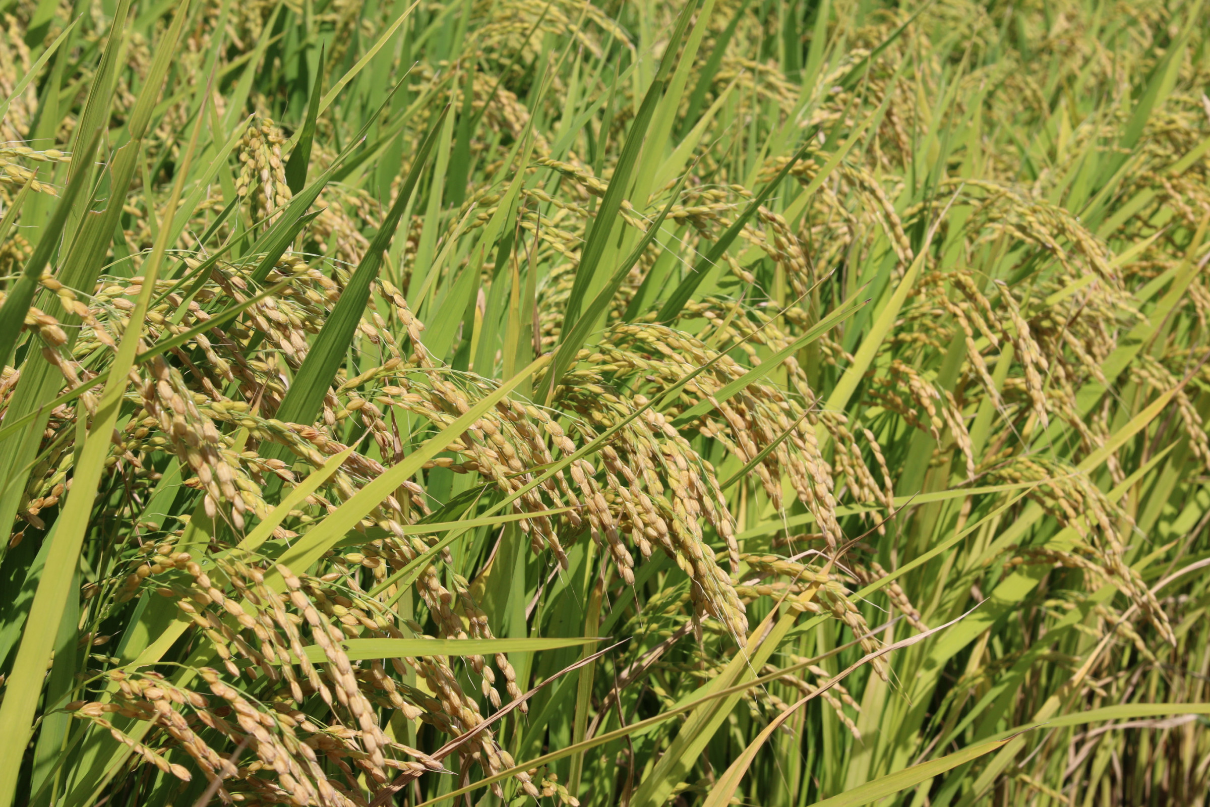 手間ひまをかけて愛情たっぷりに育てた 万田植物酵素・米ぬか発酵肥料使用　特別栽培米「荘米つや姫」は つやと甘みと粘りが違います。