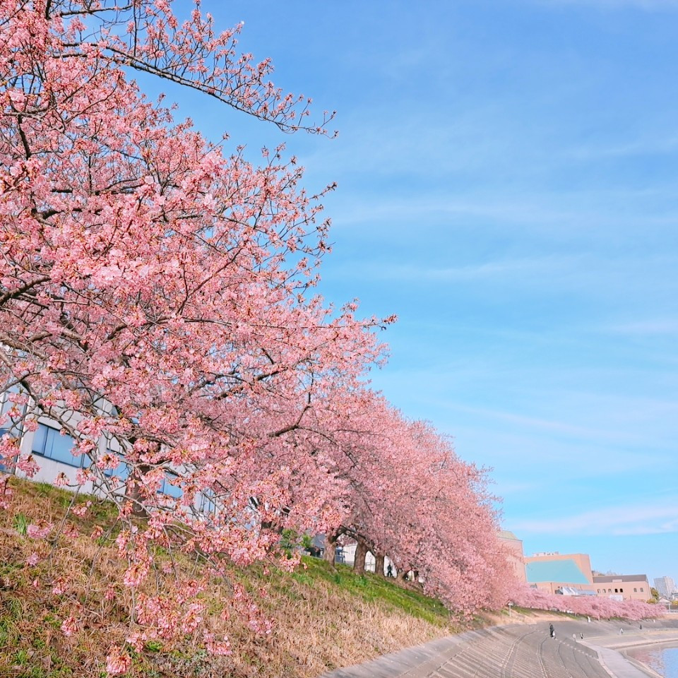 葵桜が見頃を迎えています🌸