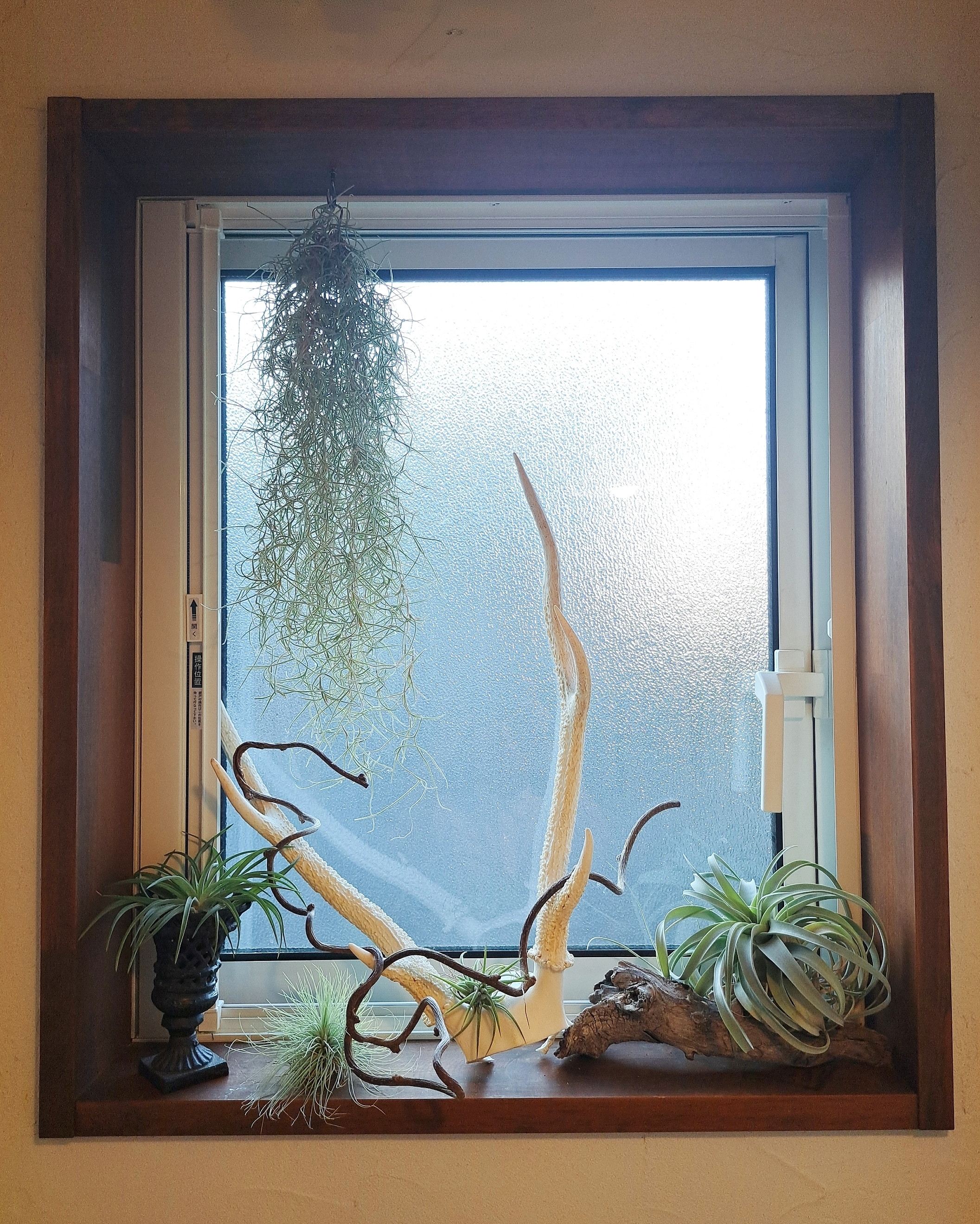 エアープランツ🌿