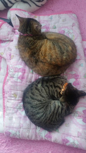 定休日のお知らせ