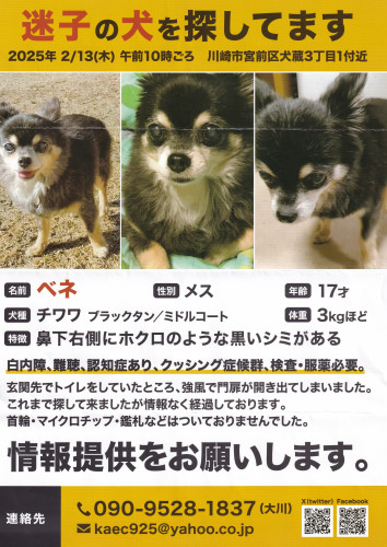 迷子犬のお知らせ