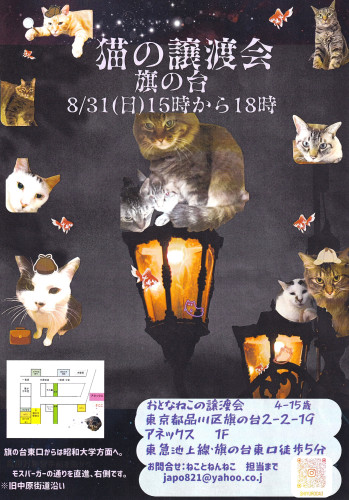 猫の譲渡会