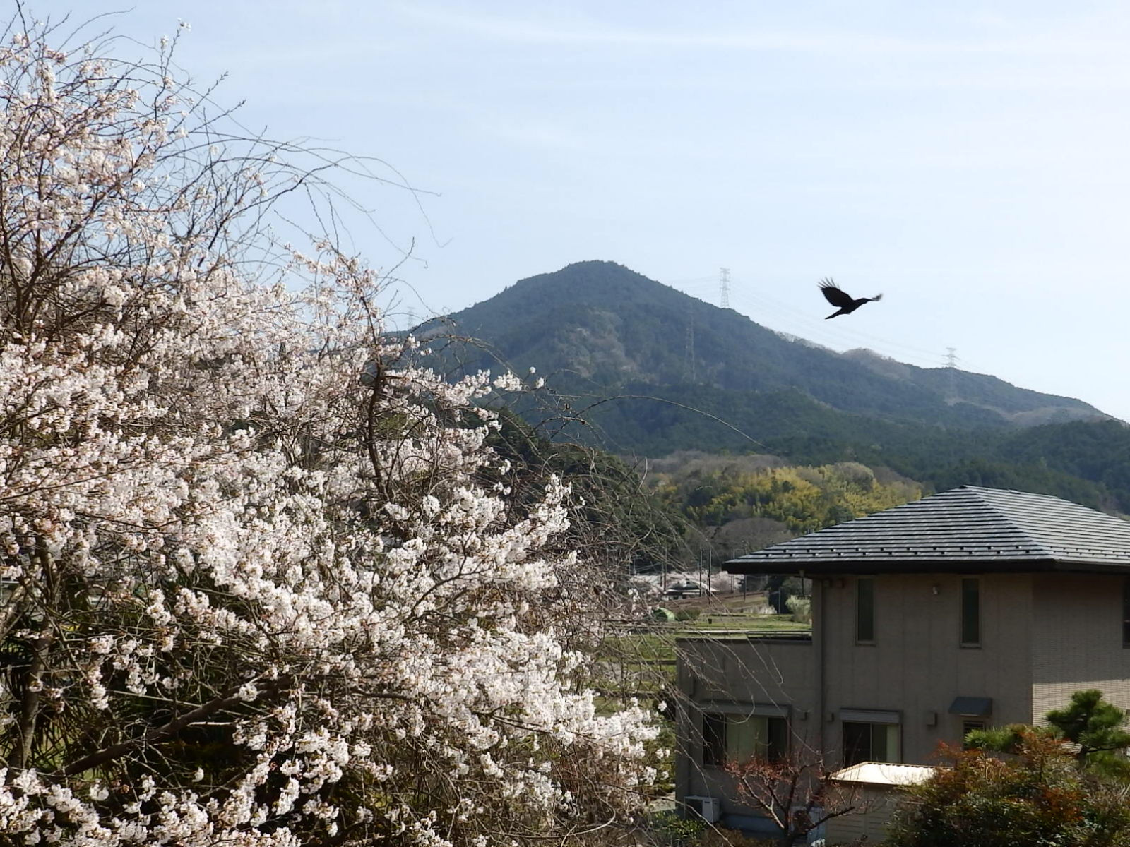 春の天見富士.JPG