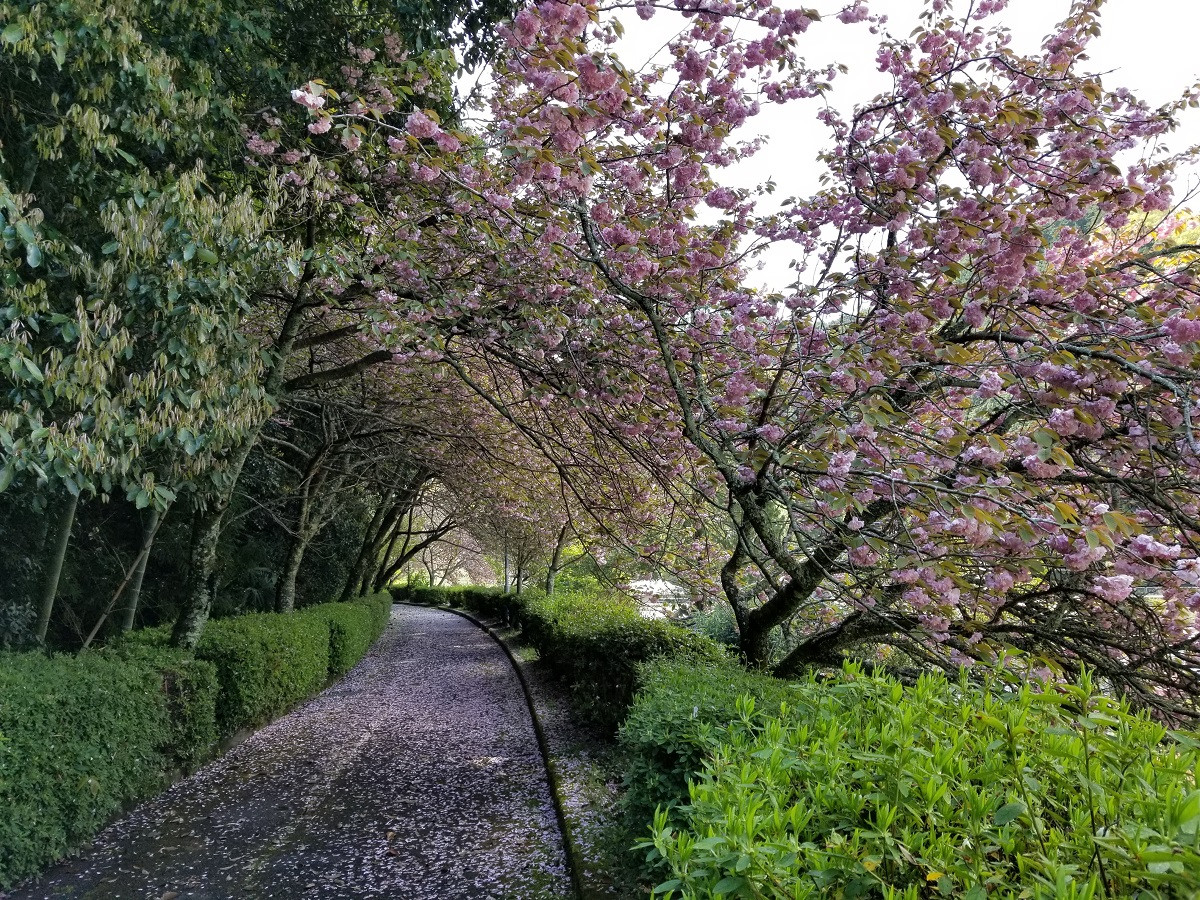 天見八重桜のカーペット.jpg