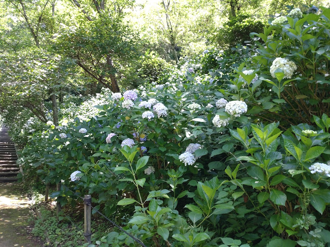 DSC_2515.jpg