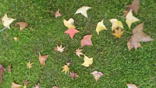 2025_12_4 20_05_45 - 編集済み.jpeg