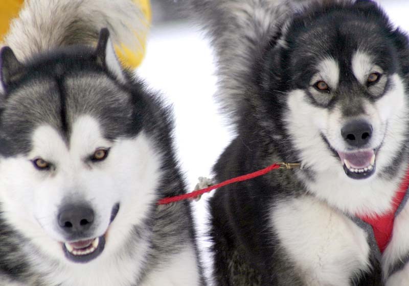 マラミュート アラスカンマラミュート 犬ぞり 子犬