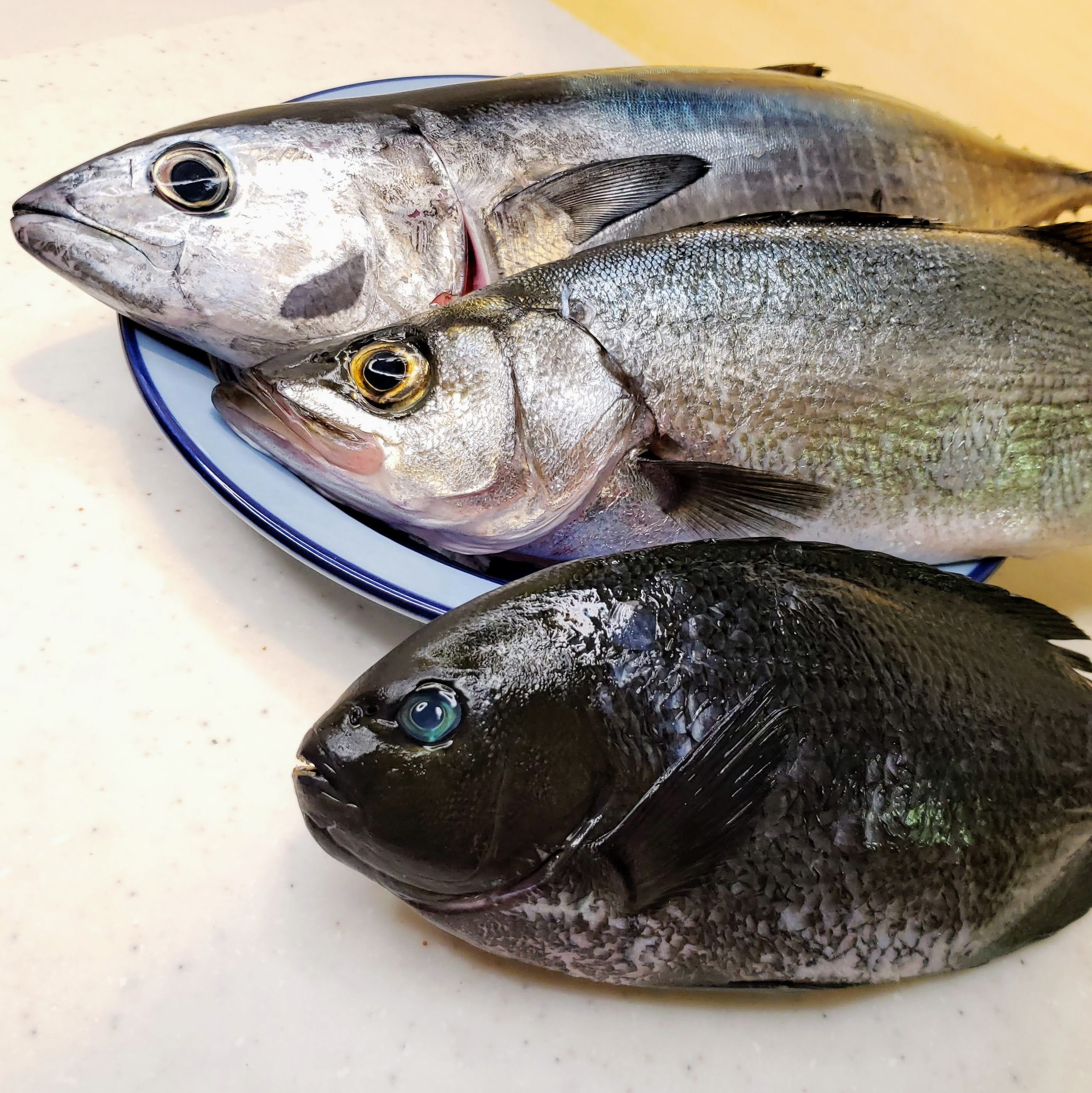 【送料無料】浜田港四季のお魚、お届けします