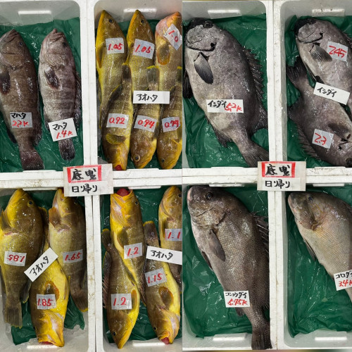 5月12日　底引き日帰りもの入荷あり