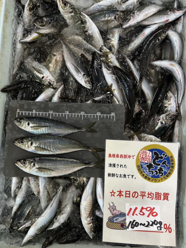どんアジ.jpg