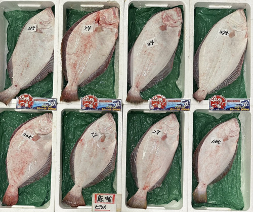 沖獲れヒラメ.jpg