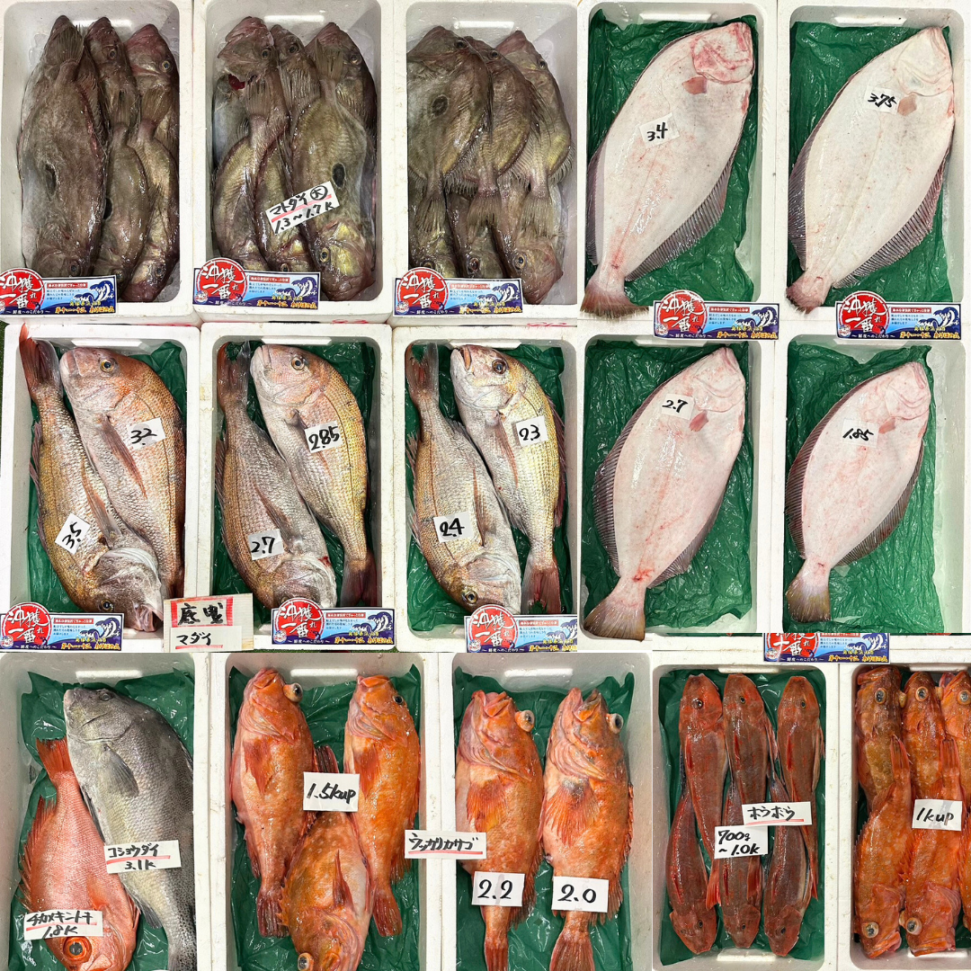 沖獲れ一番もの、入荷しています！