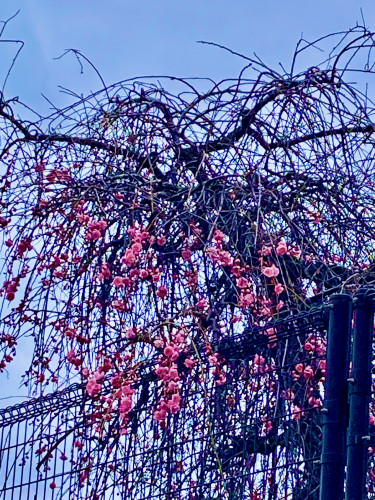 IMG_1032.jpeg