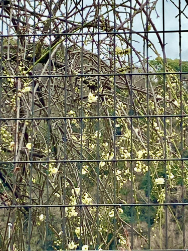 IMG_1031.jpeg