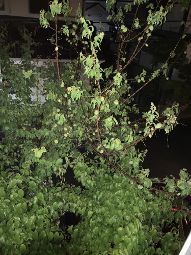 IMG_2201.jpeg