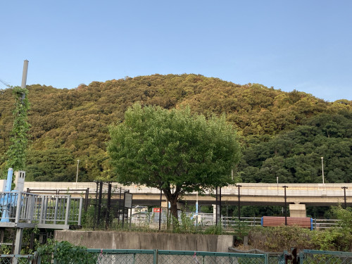 IMG_1781.jpeg