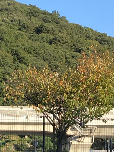 IMG_2732.jpeg
