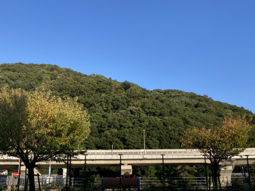 IMG_2736.jpeg