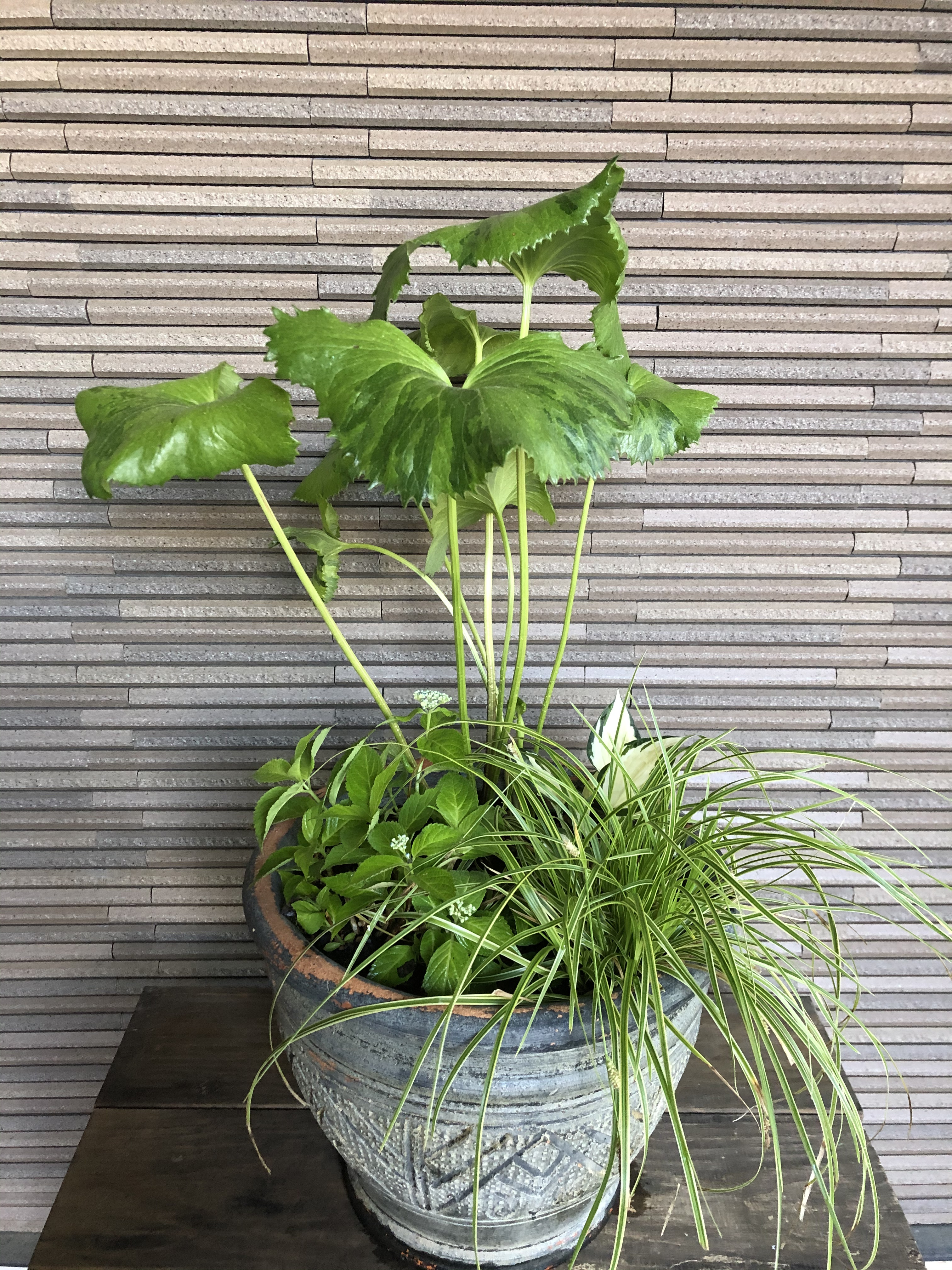 寄せ植え　I