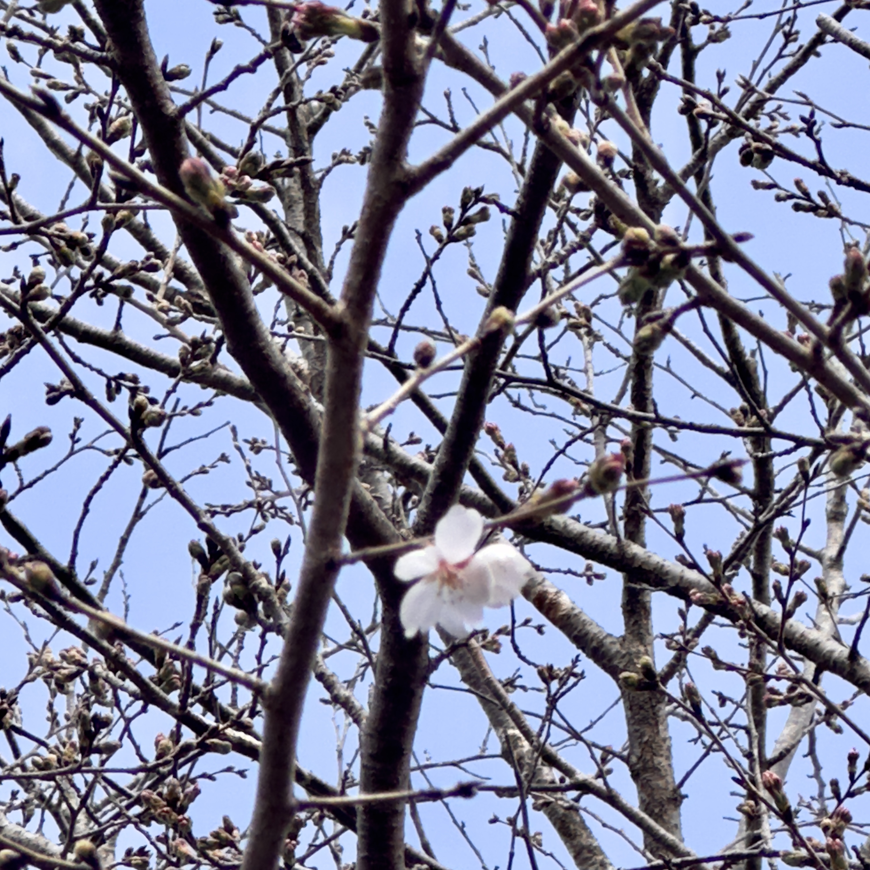 桜咲くのはまだ先のようです。