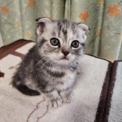 新しい家族が決まりました