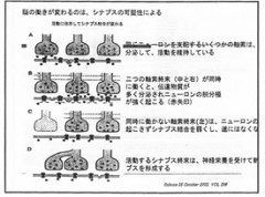 シナプス①.jpg