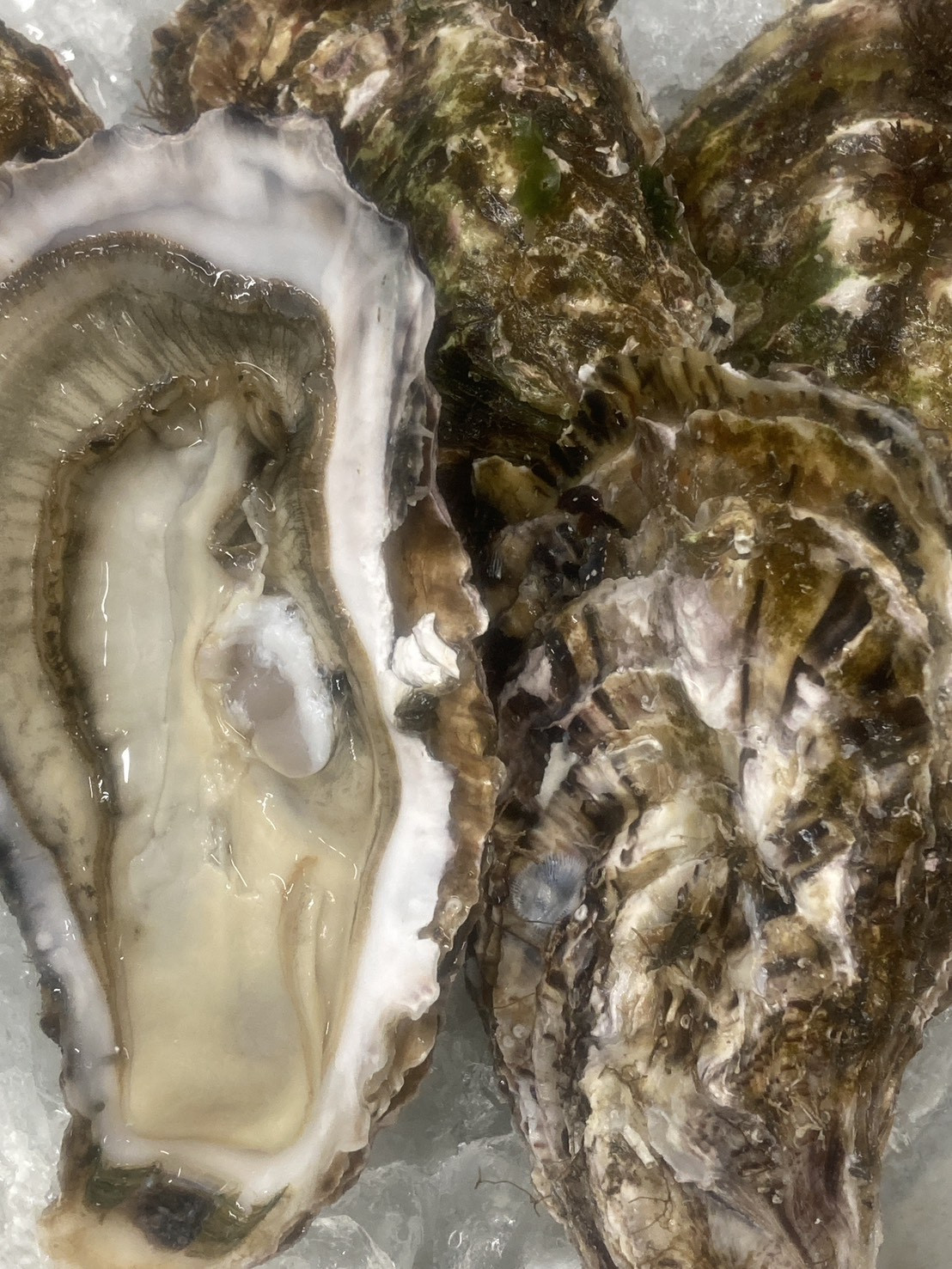 本日のおすすめ