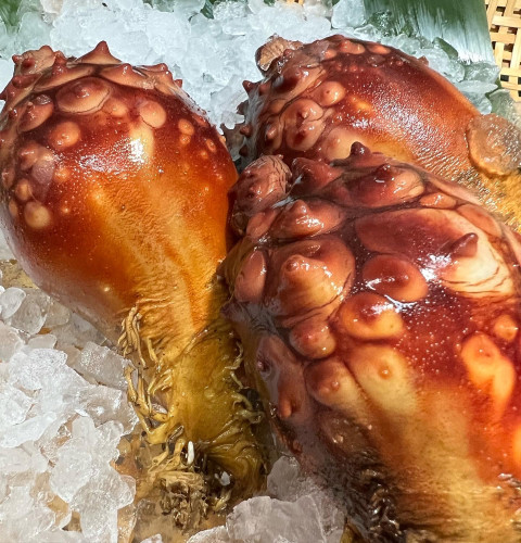 本日のおすすめ