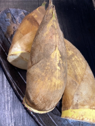 本日のおすすめ