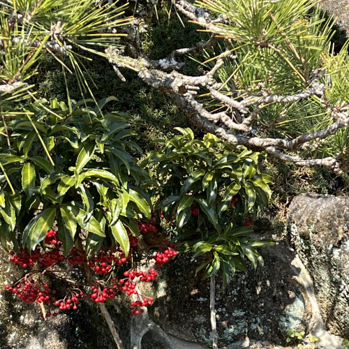 あけまして　おめでとうございます🎍