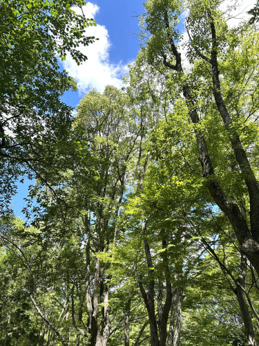 夏季休業のお知らせ
