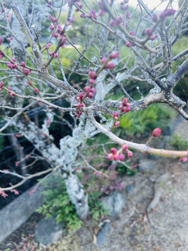 あけましておめでとうございます🎍