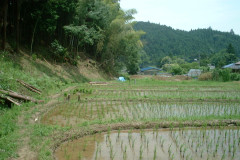 5田んぼ田植え後2.jpg