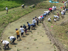 3田植え2.jpg