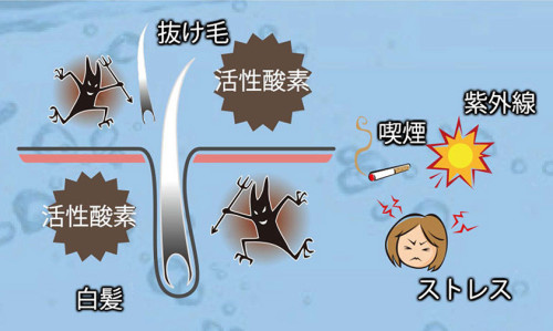 水素ケア　(髪、頭皮も酸化します)