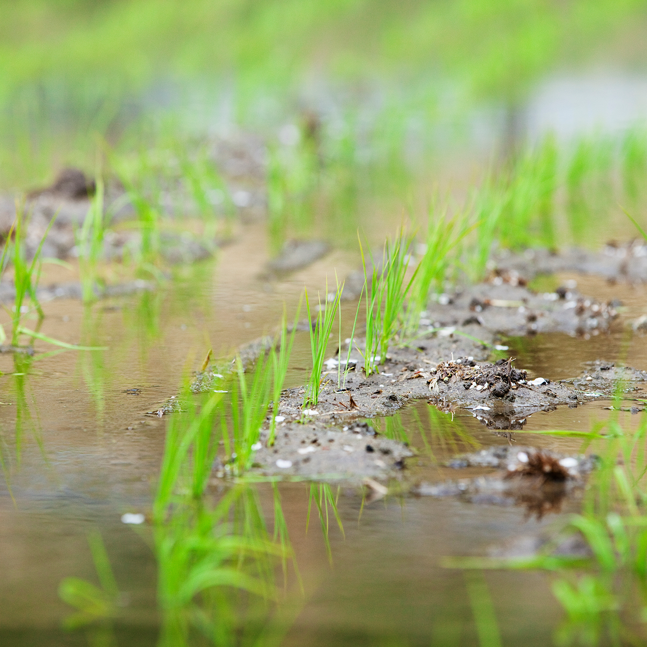 今月の季節のブレンドは「水無月」です