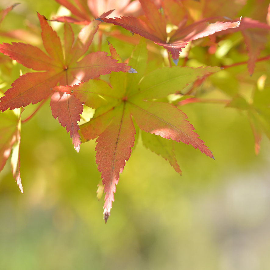 今月は仲秋ブレンドです